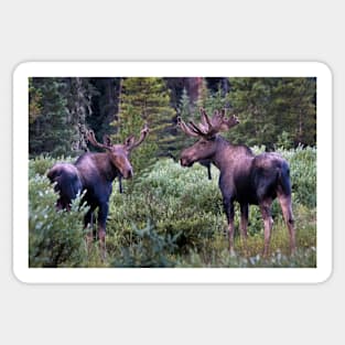 Two Moose Sticker